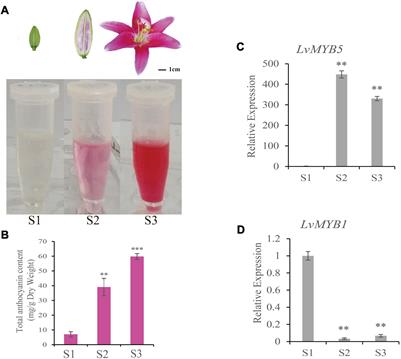 Regulation of MYB Transcription Factors of Anthocyanin Synthesis in Lily Flowers